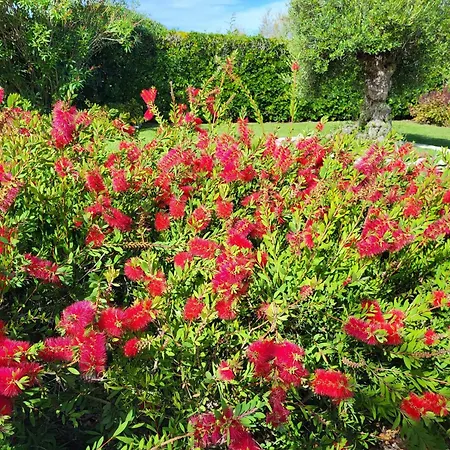 Belvedere * Albarella Island